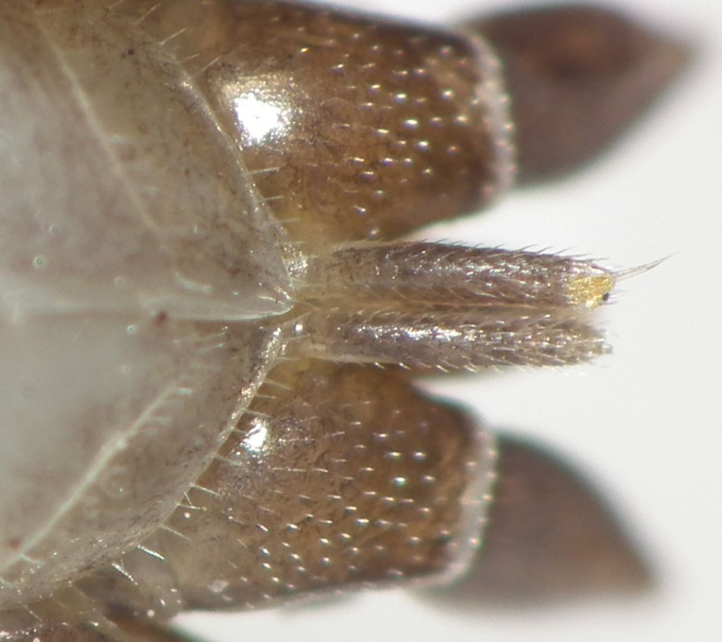 Porcellio?